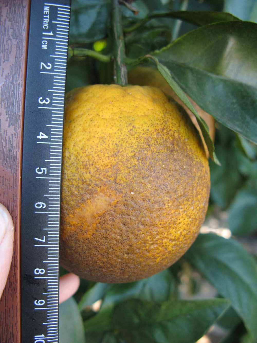              Fruit (Winter Haven, FL)       